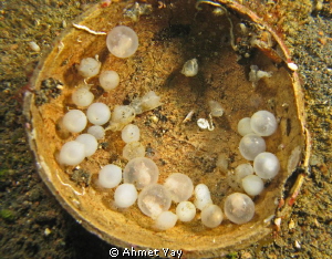 Flamboyant Cuttle fish eggs are in the coconut shell. by Ahmet Yay 